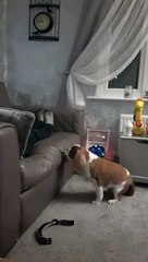 Ce chien adorable n'ose pas monter sur le canapé