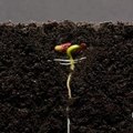 Voilà comment se déroule la croissance d'une plante filmée en accéléré