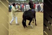 Horse dance funny mouments must watch on daily motion