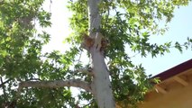 Ağaçta Mahsur Kalan Kedi İtfaiye Ekibince Kurtarıldı