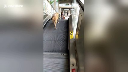 Dog walks wrong way down escalator