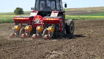 Trakya'da ayçiçeği ekimi başladı - EDİRNE