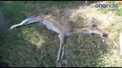 பெண் புள்ளி மான் பலி- வீடியோ