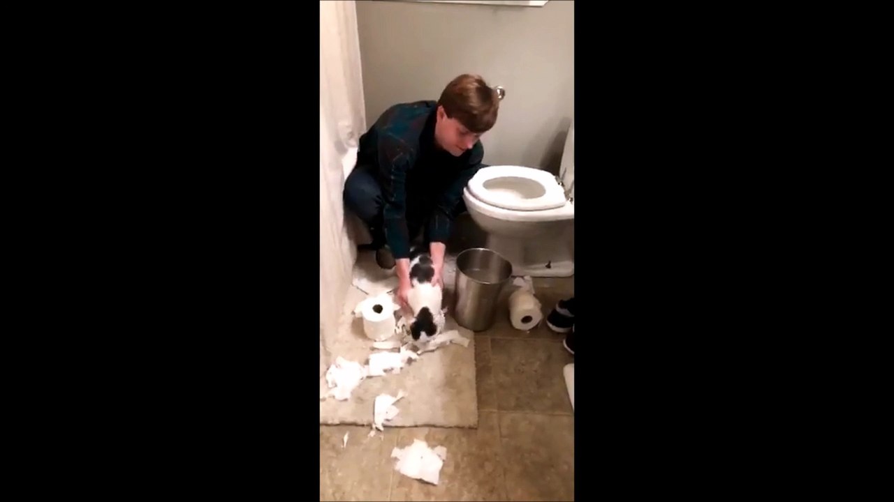 La vidéo amusante d'un homme qui force son chat à ranger son bazar