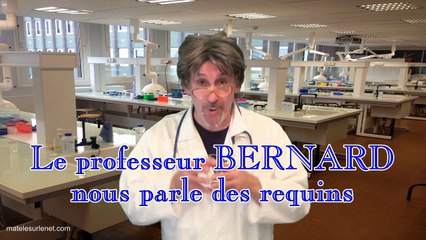 Le professeur BERNARD nous parle des REQUINS