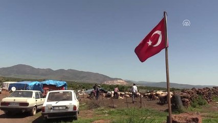 Doğu Akdeniz'de Koyun Kırkım Zamanı