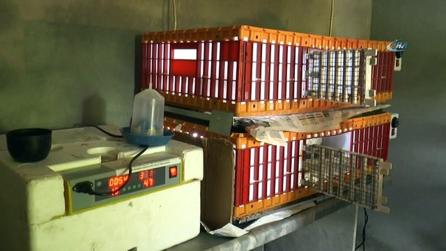 Doğa dostu muhtar kuluçka makinesinde keklik yetiştiriyor