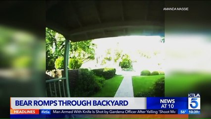 Moment Grandma Saves Little Girl from Bear Caught on Camera