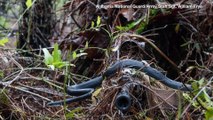 See Incredible Moment Snake Slithers Across U.S. Military Sniper's Rifle