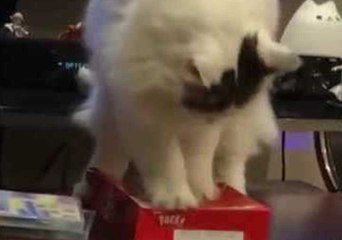 Clueless Cat is Taken by Surprise