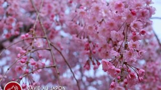 [Nyûsu Show] Les Sakura du parc de Ueno
