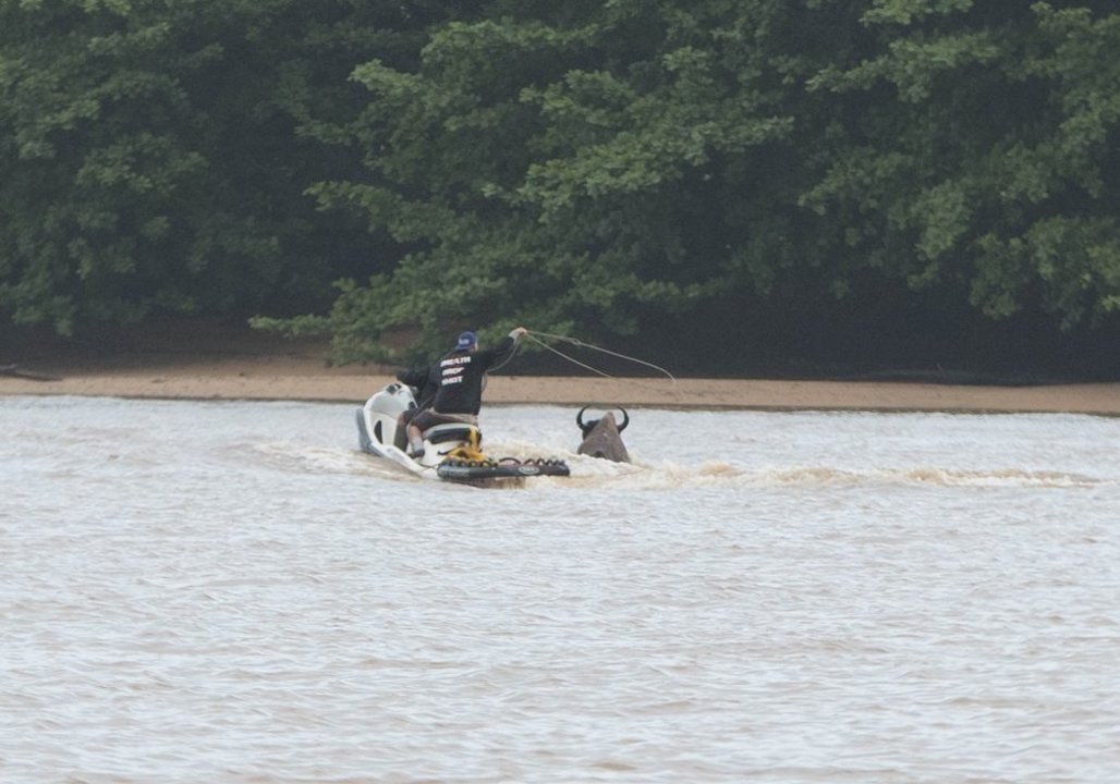 Jet Ski and Lasso Used to Recapture Buffalo Amid Kauai Flooding