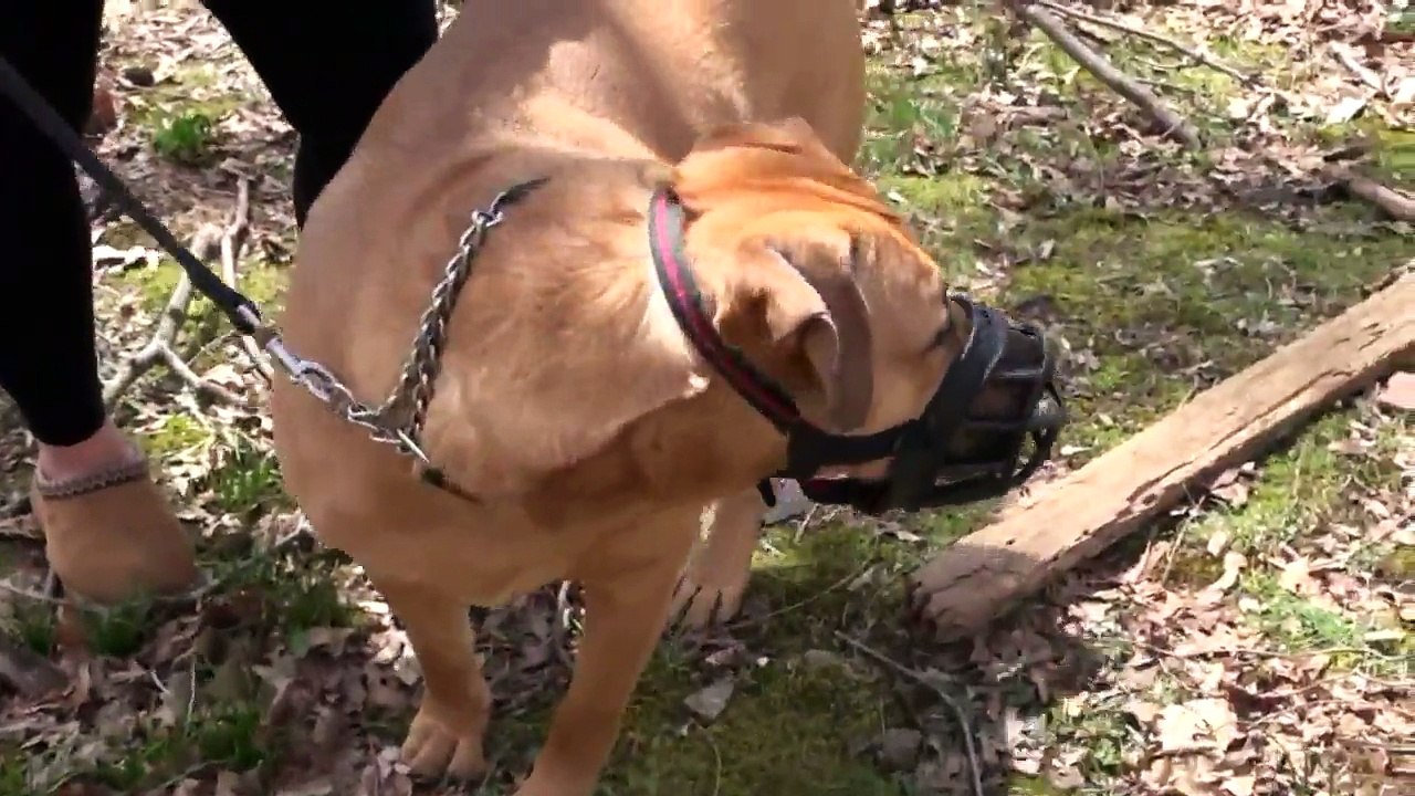 Single Mom Faces More Than $70K in Fines for Pet Dog