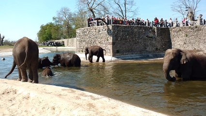 Les éléphants de Pairi Daiza à la Piscine.Video 5 Eric Ghislain 88