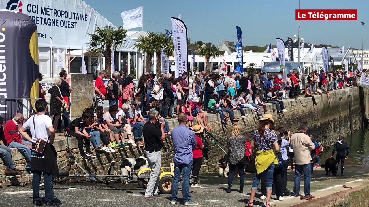 Concarneau. Transat Ag2r : les chiens sauveteurs font le show