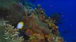 Parte dos corais da Grande Barreira de Coral australiana desapareceu