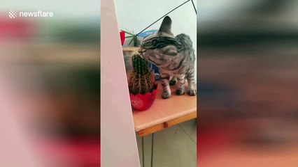 Cat tries to eat a cactus