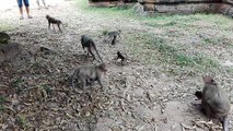 monkeys family outside Bayon Temple so tired