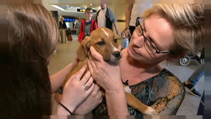 شاهد: كلاب يونانية شاردة تجد من يتبناها في الدنمارك