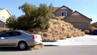 Tumbleweeds Invade A Suburb and It's Pretty Freaky