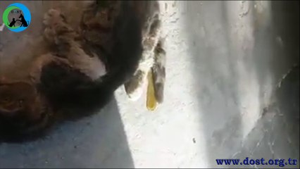 Esenyurt'tan İhbar Edilen Kedi - Dost Derneği