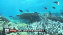 Australie : le triste déclin de la Grande Barrière de corail