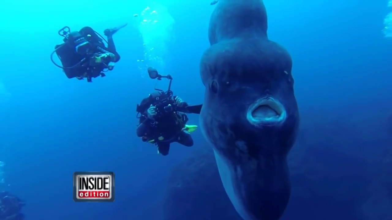 Ces plongeurs rencontrent un poisson Sunfish géant : Expèrience incroyable.