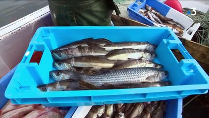 Alimentation : des poissons en circuits courts