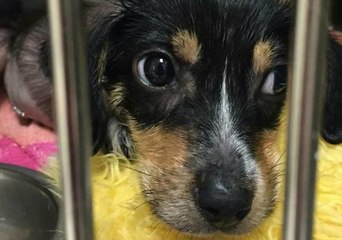 Puppy Believed to be Paralyzed Defies the Odds, Begins to Walk Again