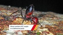 This Ant Species Explodes To Protect Its Colony