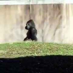 fitness'tan yeni çıkmış gibi yürüyen goril