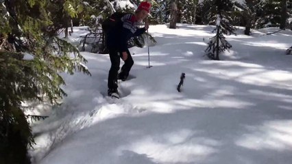 karın altında uyuyan orman tavuğunu uyandırmak