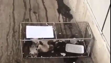 marketten sucuk çalan kedinin kafese kapatılması