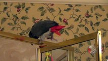 Daredevil parrot slides down shower door like a fireman