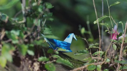 Argentina avanza en la promoción del manejo responsable de bosques de la mano de la FSC