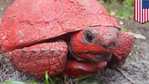 Florida tortoise found covered in red paint - TomoNews