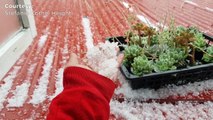 Hailstorm showers Benguet