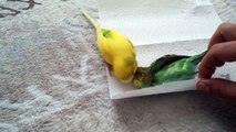 ◔ᴗ◔ Pájarito llora por su amigo muerto y conmueve a usuarios Bird cries for his dead friend