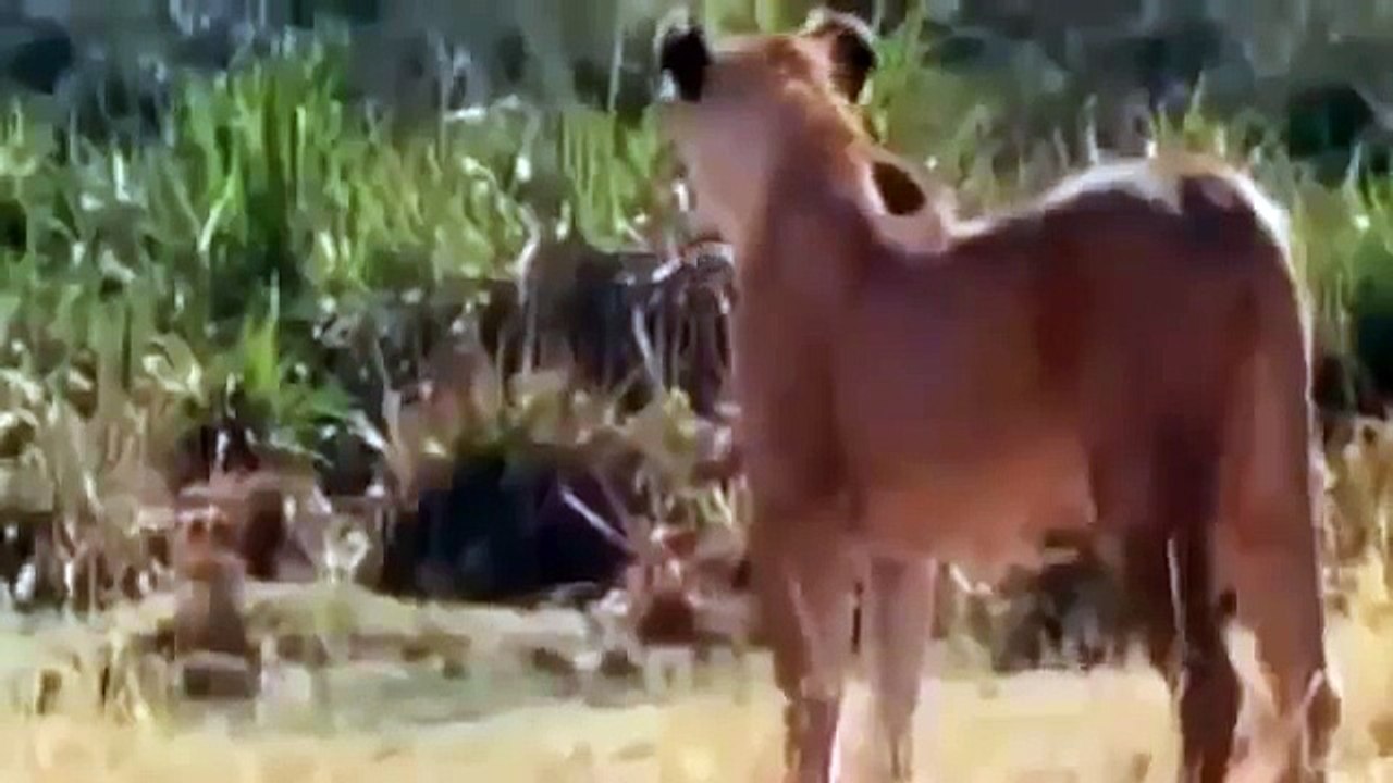 DOCUMENTALES DE ANIMALES ツ AFRICAN LION,THE LION,ANIMALES SALVAJES,AFRICA,DOCUMENTAL ,DOCUMENTARY