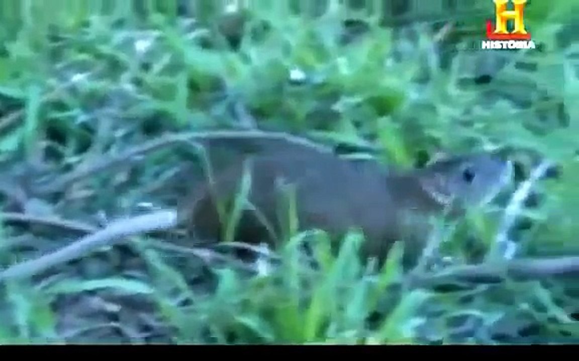 EL MUNDO DE LAS RATAS - DOCUMENTAL,Documentales – Tema, Documentales - Topic, DOCUMENTAL ONLINE