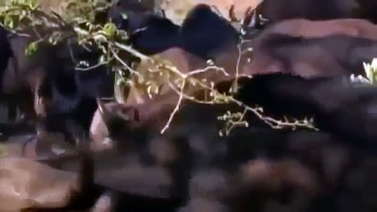 ANIMALES SALVAJES Venganza del León - DOCUMENTALES DE ANIMALES,DOCUMENTALES DISCOVERY CHANNEL