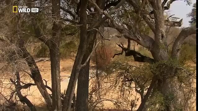 DOCUMENTALES DE ANIMALES EL REY DE LA MANADA,BEST DOCUMENTARIES,DOCUMENTALES HD,LEON,LEONES