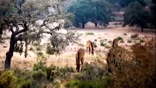 TOP DOCUMENTARIES EL DIENTES DE SABLES, DOCUMENTARY,DISCOVERY,ANIMALES RAROS,ANIMALES PELIGROSOS