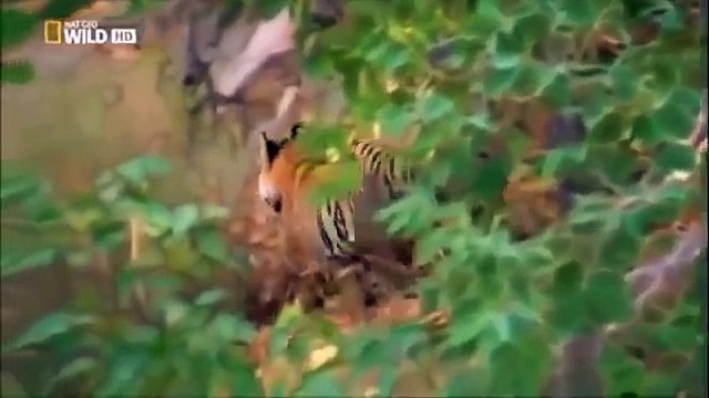 DOCUMENTALES PELEA DE TIGRES DOCUMENTAL DE ANIMALES,ANIMALES SALVAJES,DOCUMENTALES DE ANIMALES