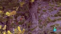 Documental Loba blanca 2- La manada del Gran cañon,DOCUMENTAL 2018