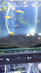 Sun set guppy - hướng dẫn nuôi cá bảy màu