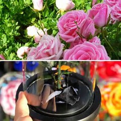 About different roses colours