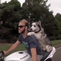 Sur la moto ce chien s'accroche au motard et porte des lunettes !! Stylé !
