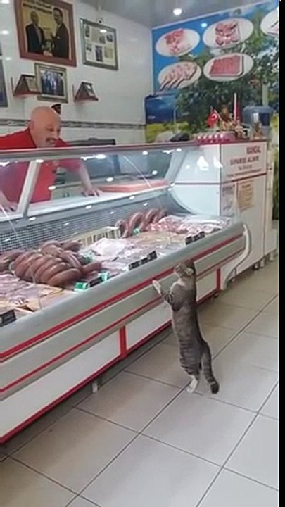 Un chat fait ses courses chez le boucher