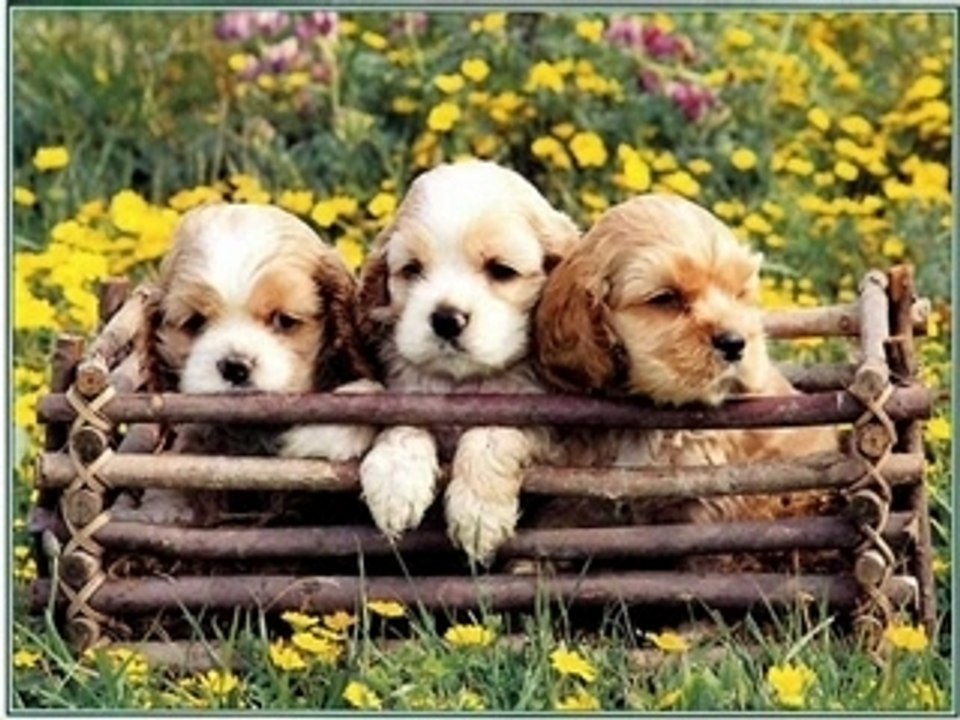 Les morceaux de bonheur    Dimitri Shaw